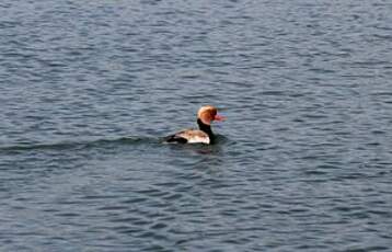 Nette rousse