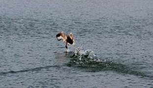 Red-crested Pochard