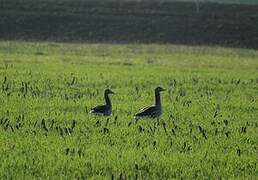 Greylag Goose