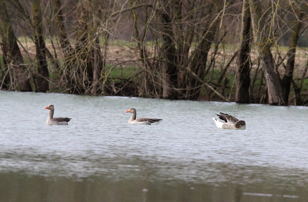 Greylag Goose