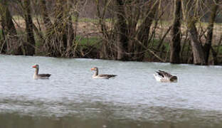 Greylag Goose