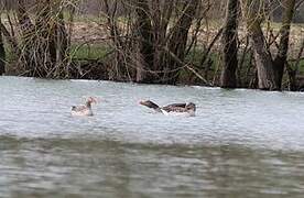 Greylag Goose