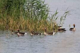 Greylag Goose