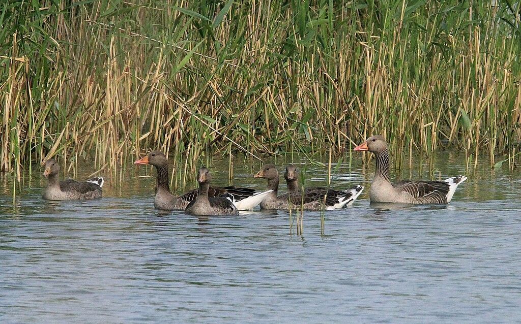 Greylag Goose