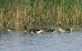 Greylag Goose