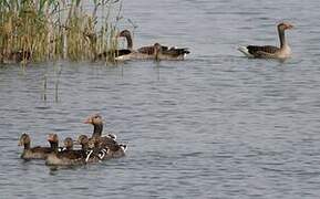 Greylag Goose