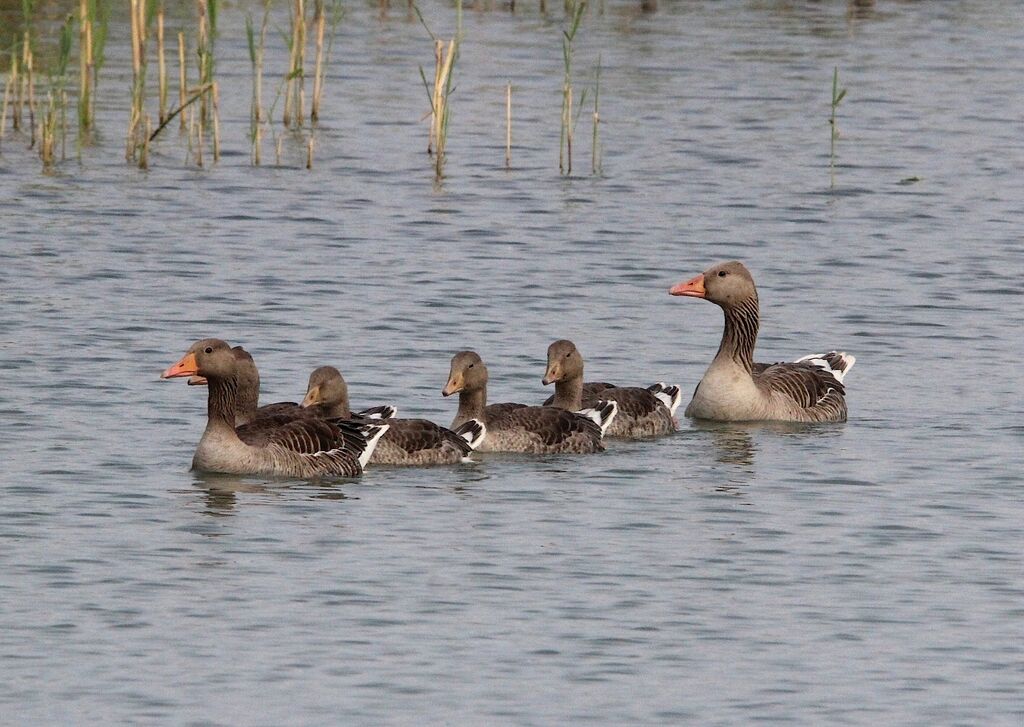 Greylag Goose