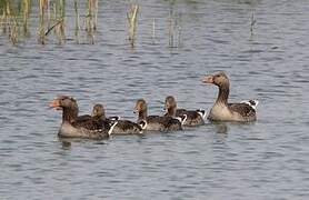 Greylag Goose