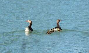 Greylag Goose