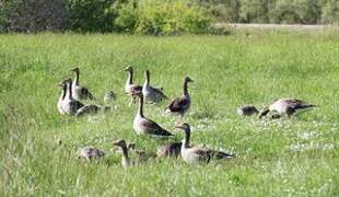 Greylag Goose