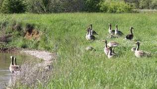 Greylag Goose