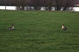 Greylag Goose