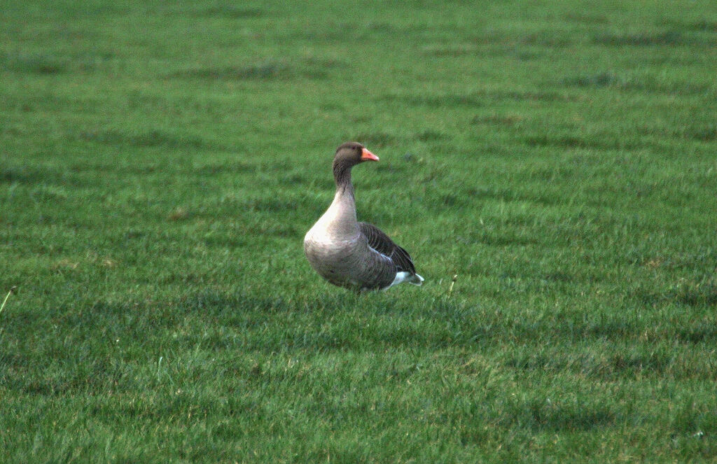 Greylag Goose