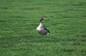 Greylag Goose