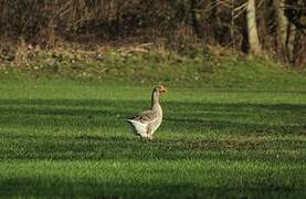 Greylag Goose