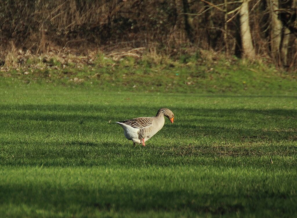 Greylag Goose