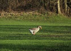 Greylag Goose