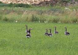 Taiga Bean Goose