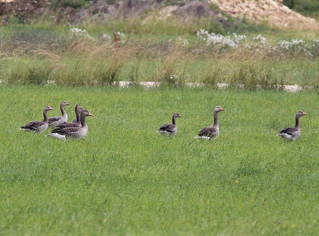 Taiga Bean Goose