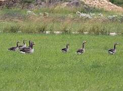 Taiga Bean Goose