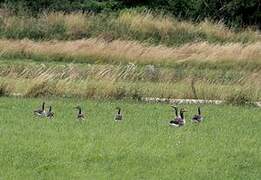 Taiga Bean Goose