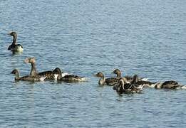 Taiga Bean Goose