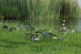 Taiga Bean Goose