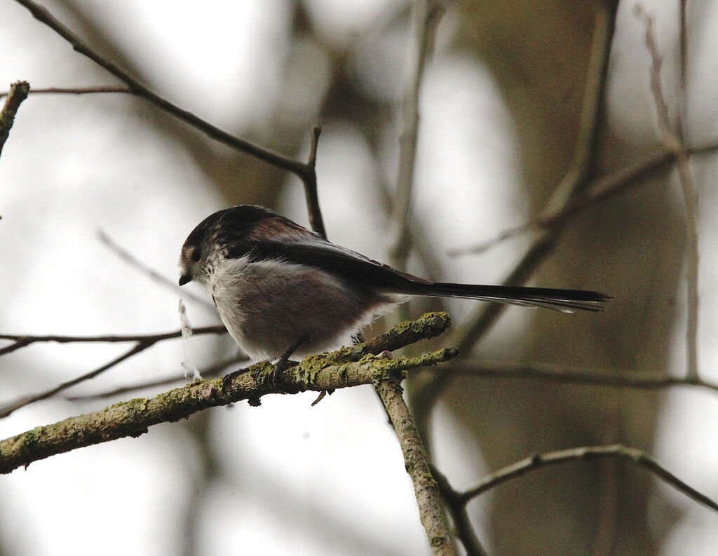 Long-tailed Tit