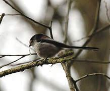 Long-tailed Tit