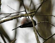 Long-tailed Tit