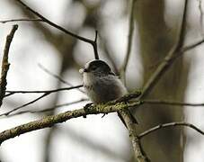 Long-tailed Tit