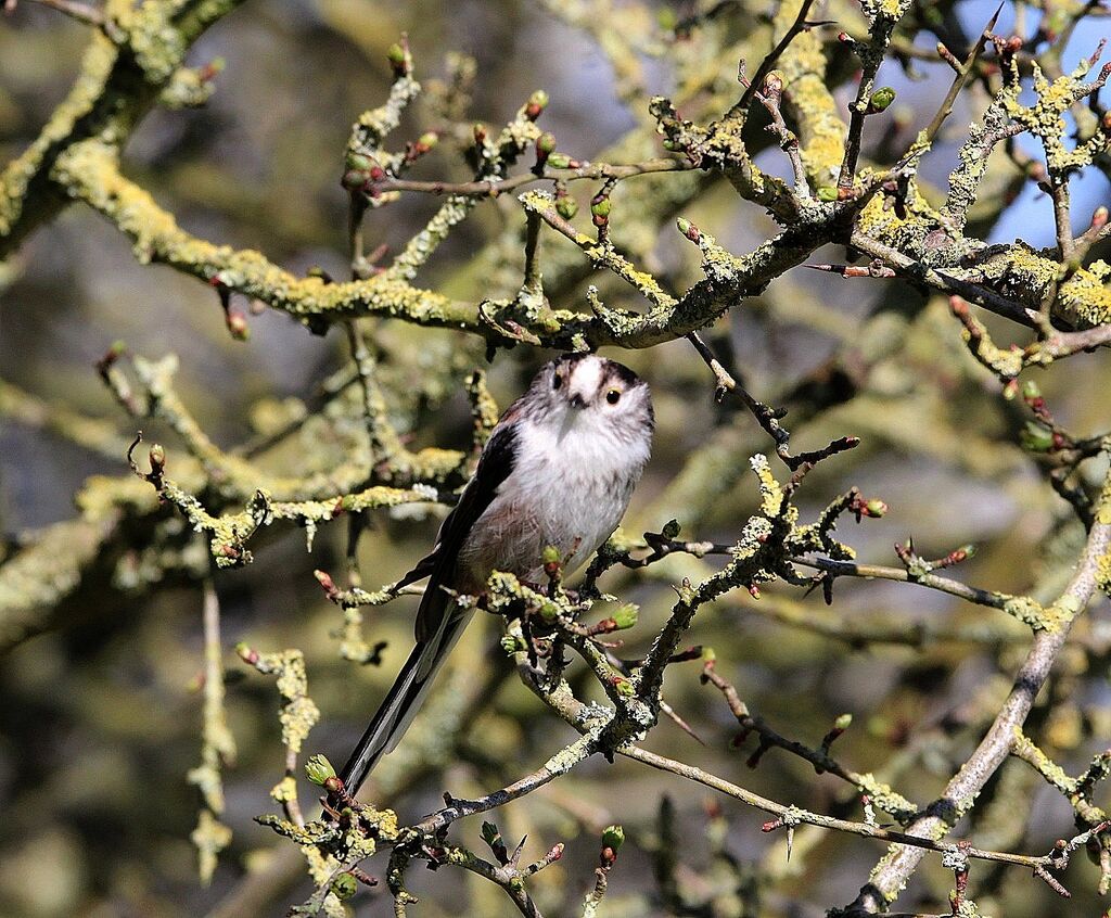 Long-tailed Tit