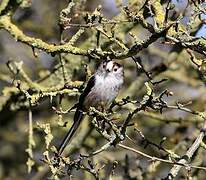 Long-tailed Tit