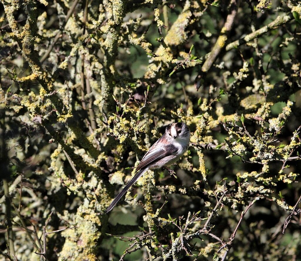 Long-tailed Tit