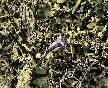 Long-tailed Tit