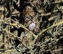 Long-tailed Tit