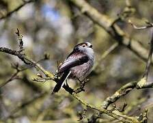 Long-tailed Tit