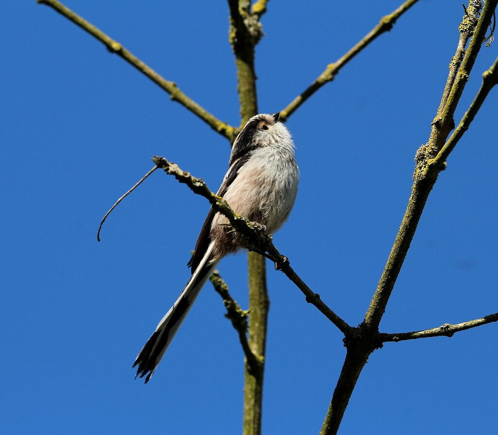 Long-tailed Tit