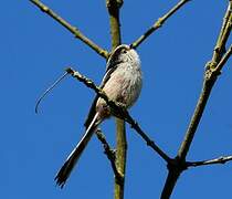 Long-tailed Tit