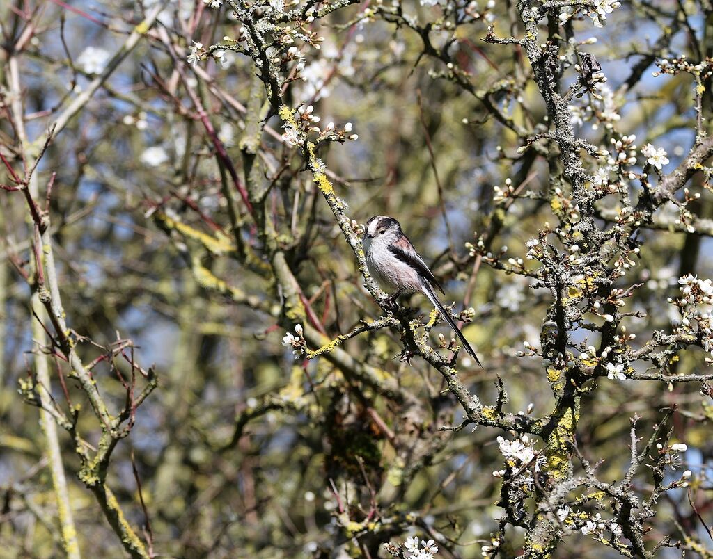 Long-tailed Tit