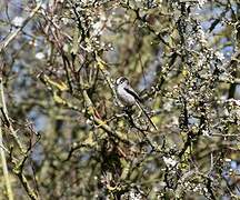 Long-tailed Tit