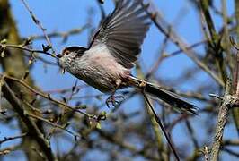 Long-tailed Tit