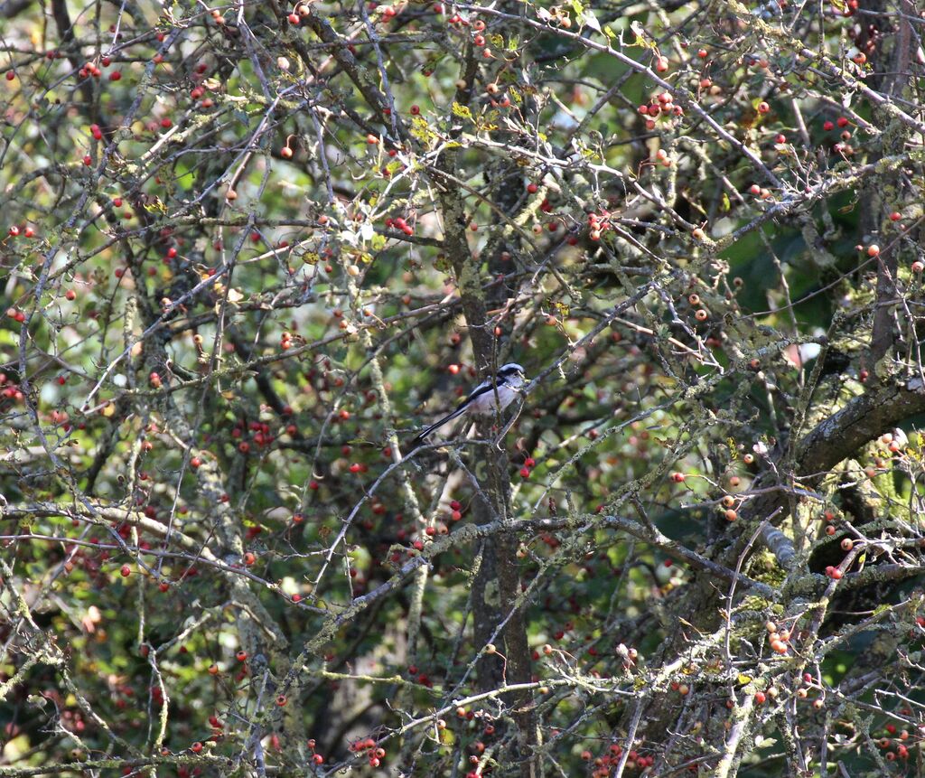 Long-tailed Tit