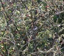 Long-tailed Tit