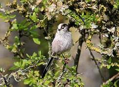 Long-tailed Tit