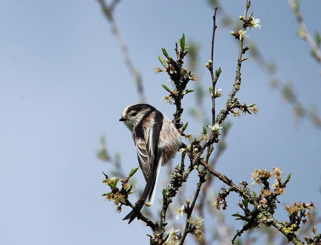 Long-tailed Tit