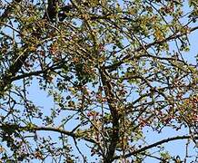 Long-tailed Tit