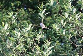 Long-tailed Tit