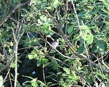 Long-tailed Tit