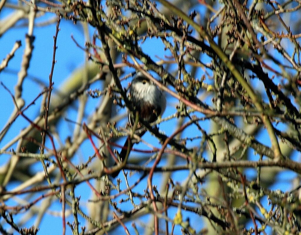 Long-tailed Tit